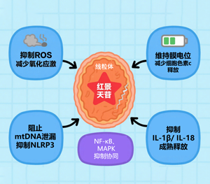 红景天苷：抗炎症