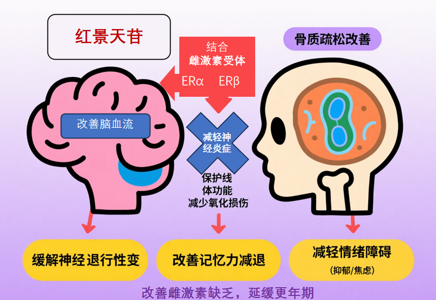 红景天苷：改善雌激素缺乏，延缓更年期