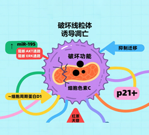 红景天苷：抗肿瘤