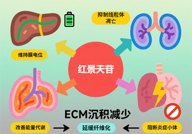 红景天苷：抗纤维化