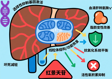 红景天苷：护肝
