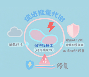 红景天苷：抗缺氧