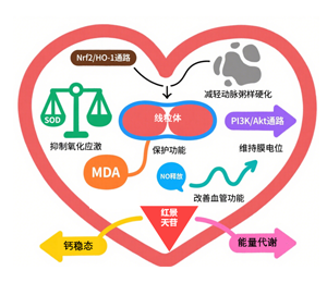 红景天苷：作用于心血管系统