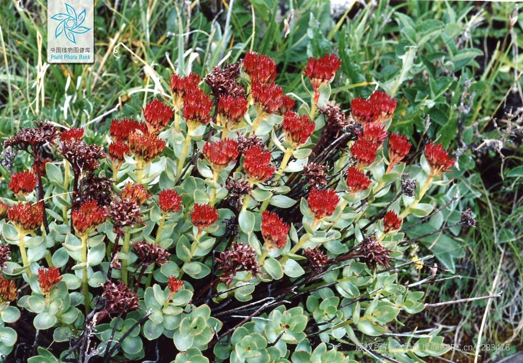 大花红景天的生长周期多久，可以买到吗？