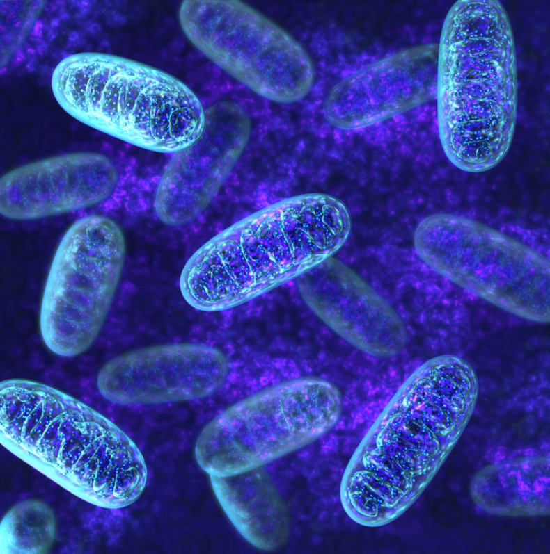 成分如何在人体中发挥作用？