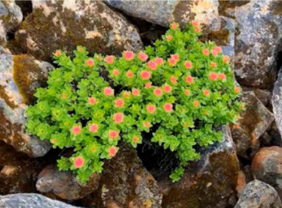 恒鲁健康红景天苷和天猫、 京东 、抖音里其他品牌的红景天产品有什么区别？